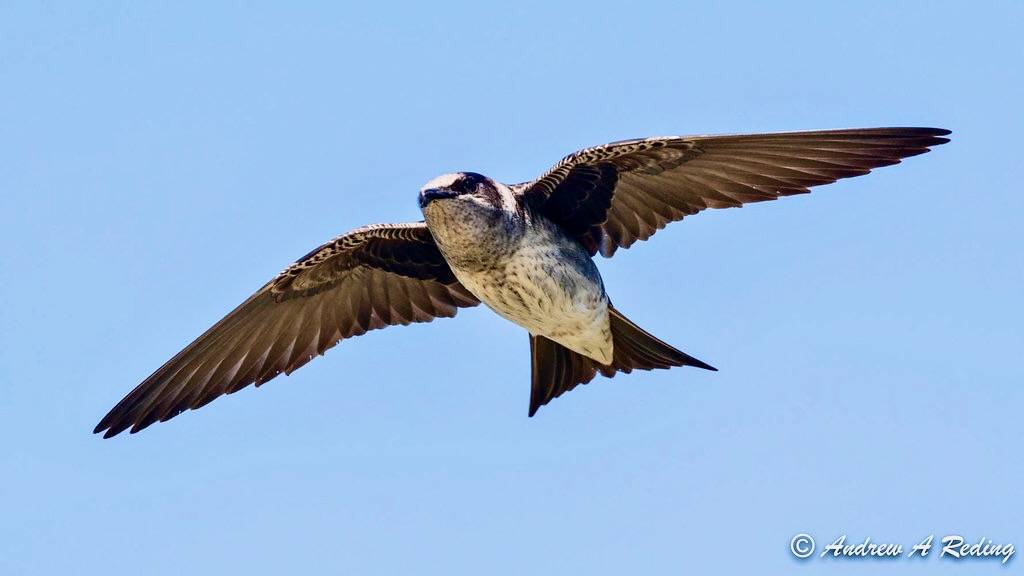 female purple martin gliding overhead by Andrew Reding is licensed under CC BY-NC-ND 2.0